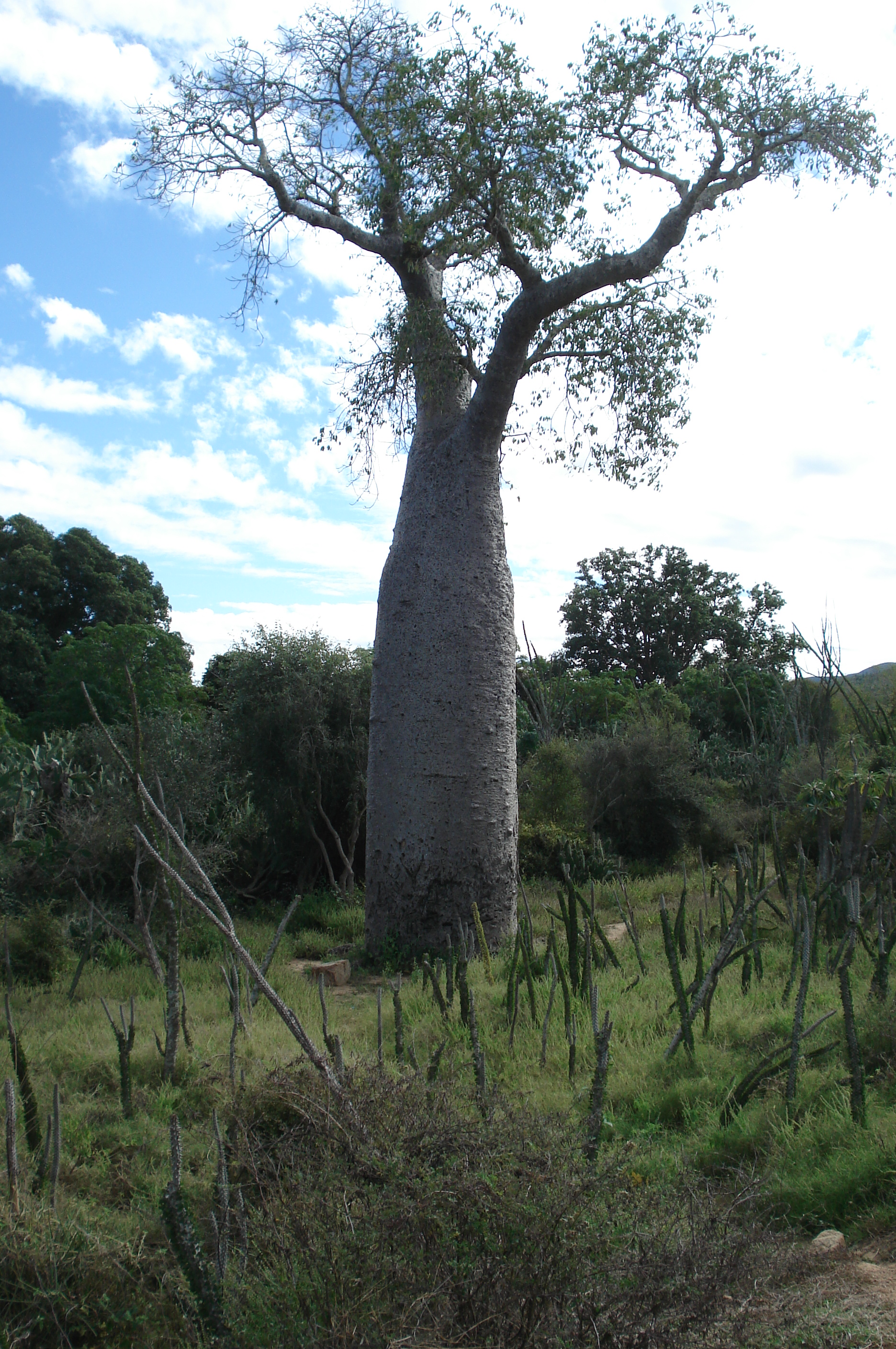 Baobab Baum